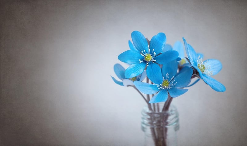 Flowers in a garden