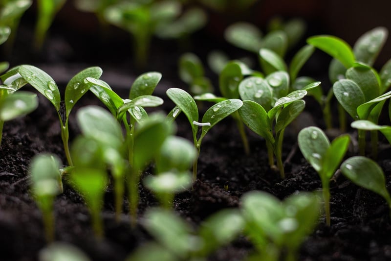 Green Community