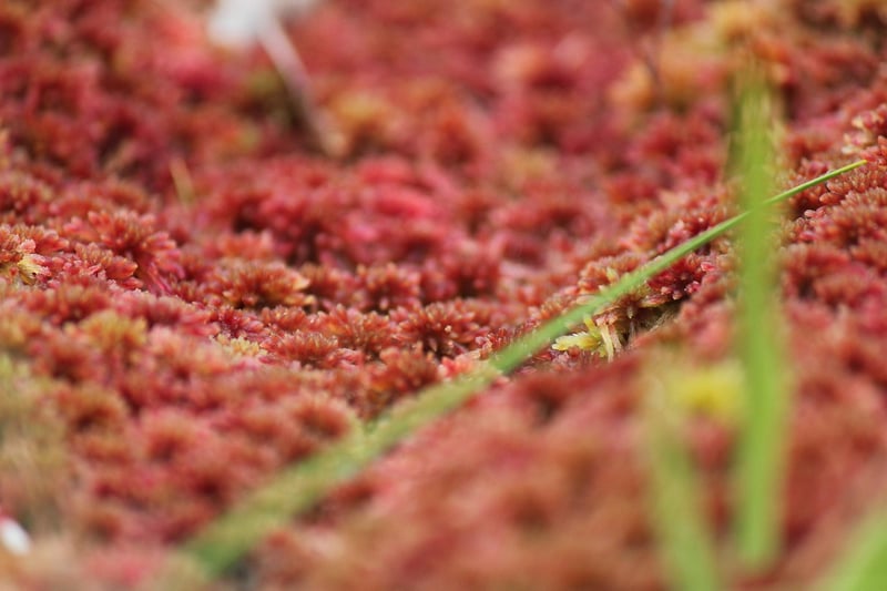 Peat Moss